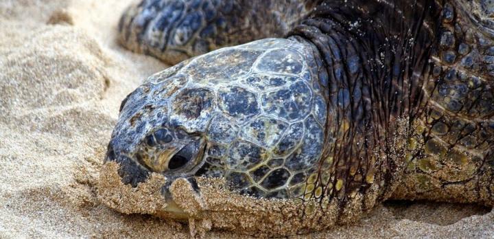 Voyage sur-mesure, Où peut-on observer les tortues de façon responsable ?