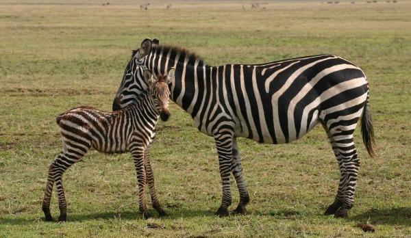 Voyage sur-mesure, Le cratère du Ngorongoro, une des 7 merveilles d’Afrique !