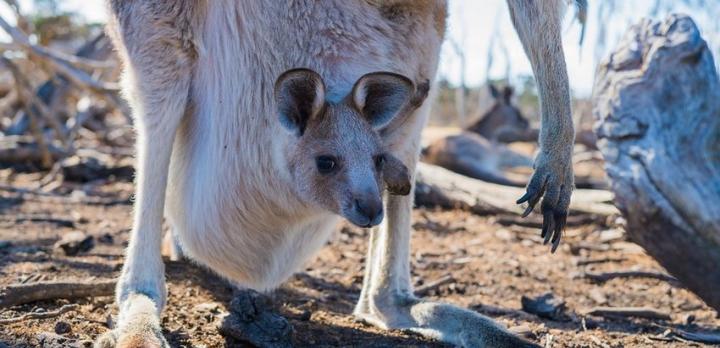 Voyage sur-mesure, Où observer les animaux en Australie ?
