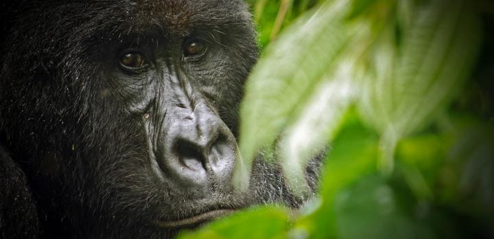 Voyage sur-mesure, À la rencontre des derniers gorilles des montagnes au Rwanda