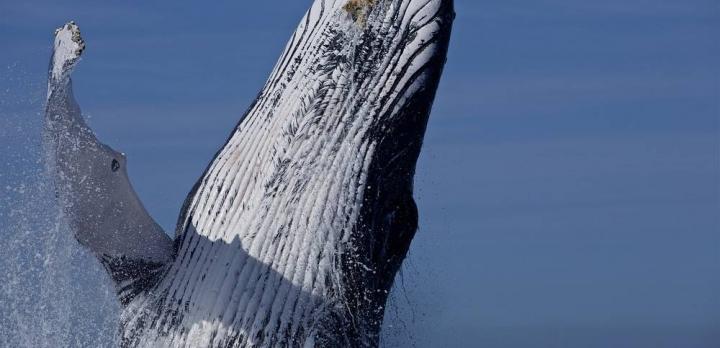 Voyage sur-mesure, Où observer les baleines dans le monde ?