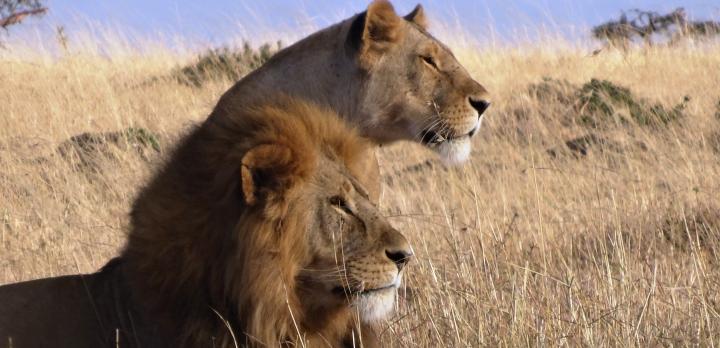 Voyage sur-mesure, Les meilleurs parcs pour faire un safari au Kenya