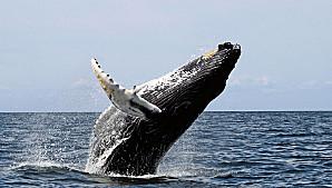 Voyage sur-mesure, A la rencontre des baleines des îles Mingan