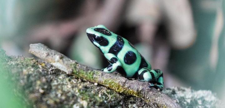Voyage sur-mesure, Diversité de la faune terrestre au Costa Rica