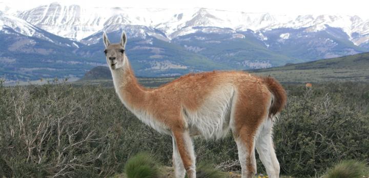 Voyage sur-mesure, Lamas VS chevaux dans la région de Salta