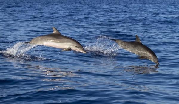 Voyage sur-mesure, Observation des baleines et dauphins
