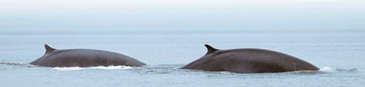 Voyage sur-mesure, Croisière d'observation des baleines sur le St Laurent
