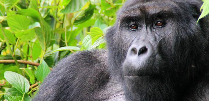 Voyage sur-mesure, L'essentiel de l'Ouganda: Safaris, Rencontres avec les Gorilles et Chimpanzés