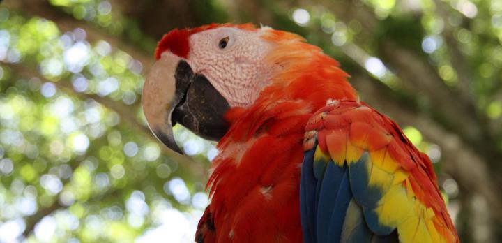 Voyage sur-mesure, Les grands parcs naturels du Costa Rica