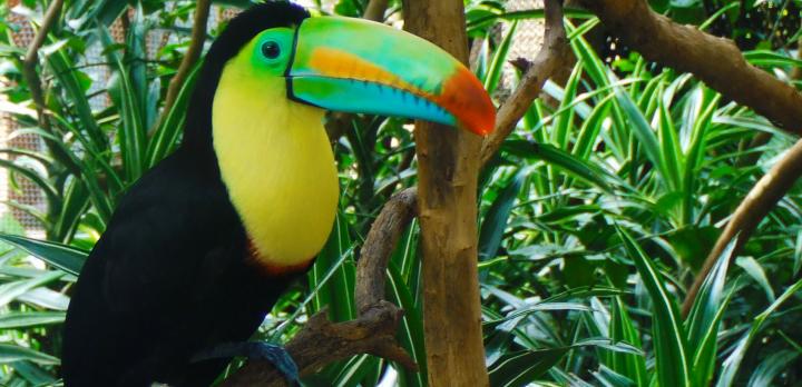 Voyage sur-mesure, Voyage en famille au Costa Rica : observations animalières, jeux d'eau, balades en forêt...
