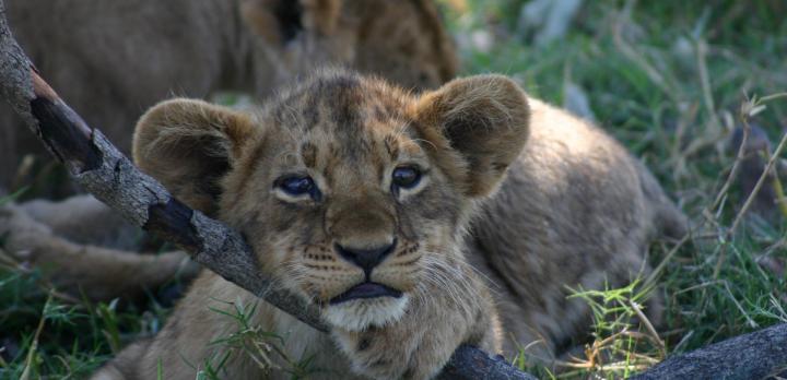 Voyage sur-mesure, Safari en famille au Botswana et aux chutes Victoria
