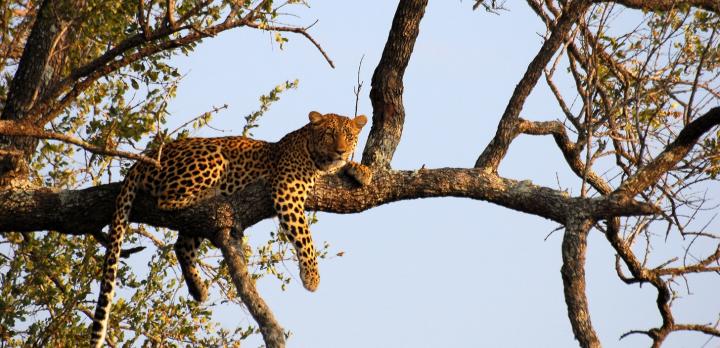 Voyage sur-mesure, Afrique du Sud, safaris à pied et en 4x4 en réserve du Kruger