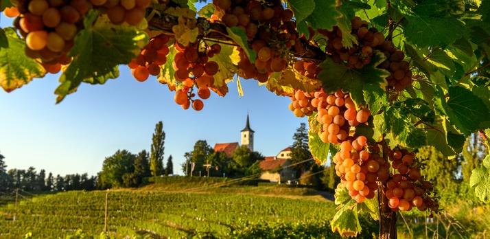 Voyage sur-mesure, Sur la route des villes médiévales, vignes et thermes slovènes
