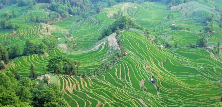 Voyage sur-mesure, Dali à Shangri-La et les rizières en terrasse du Yuanyang