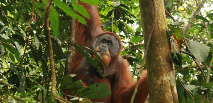 Voyage sur-mesure, Sumatra : nature et culture