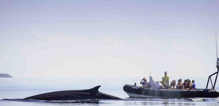 Voyage sur-mesure, Autotour au Québec : forêts, lacs, fjord, baleines...