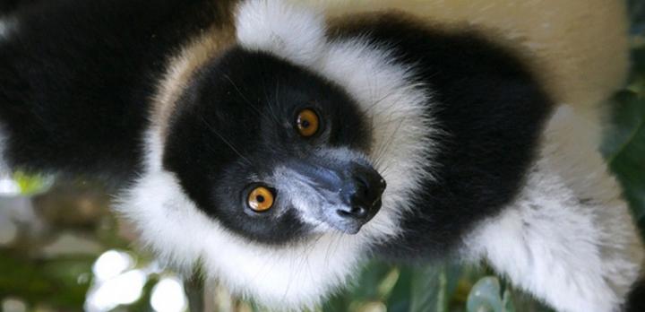 Voyage sur-mesure, Observation de la faune à Madagascar : Les lémuriens de Ranomafana et Berenty