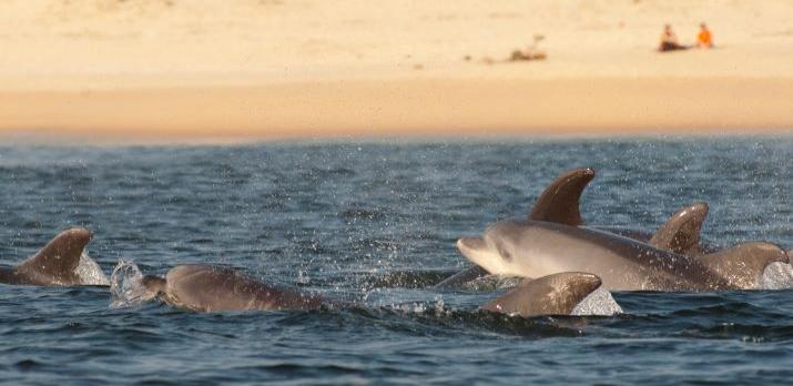 Voyage sur-mesure, Le Portugal en famille : Lisbonne et observation des dauphins