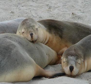 Voyage sur-mesure, SA - Kangaroo island: Seal Bay