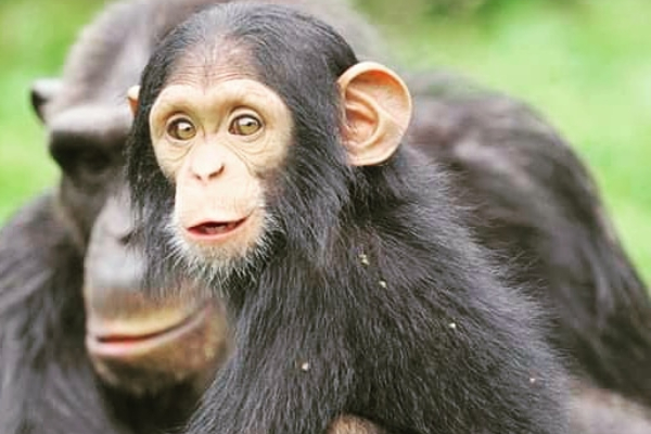 Rencontre avec les Chimpanzés à Ngamba
