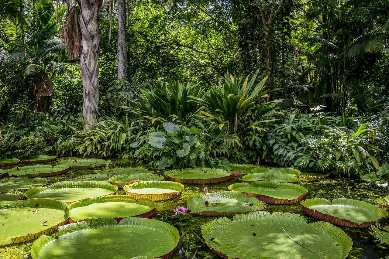 Voyage sur-mesure, Faune et flore d'Amazonie