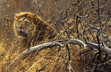 Voyage sur-mesure, Comment visiter le Parc Kruger ?