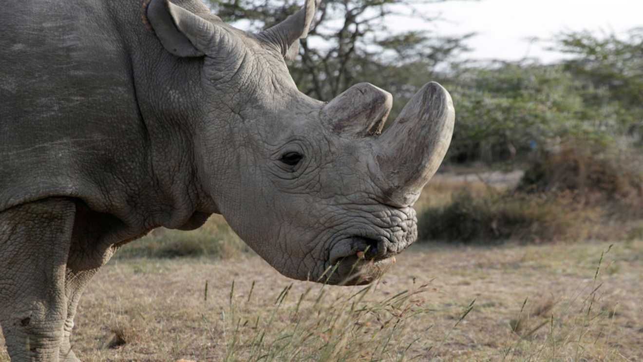 Voyage sur-mesure, Les  rhinocéros de Hluhluwe-Umfolozi